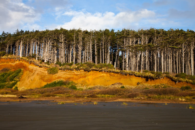 Trees Rising Above Shore